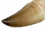 Fossil Rooted Mosasaur (Thalassotitan) Tooth - Morocco #345199-2